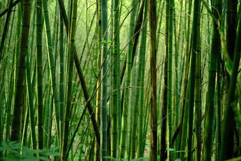 Comment faire pousser le bambou?
